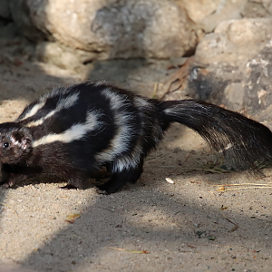 Eastern spotted skunk (Spilogale putorius)