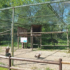 Western Eurasian griffon vulture aviary, 2023-05-19