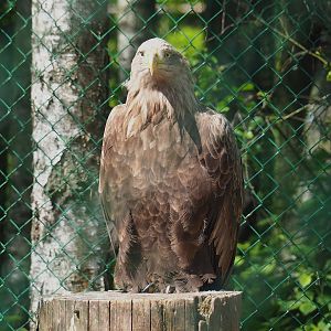 White-tailed sea eagle (Haliaeetus albicilla), 2023-05-19