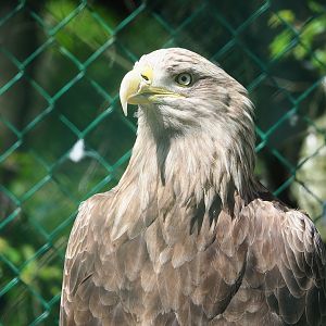 White-tailed sea eagle (Haliaeetus albicilla), 2023-05-19