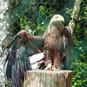 White-tailed sea eagle (Haliaeetus albicilla), 2023-05-19