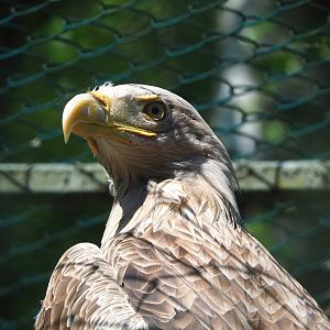 White-tailed sea eagle (Haliaeetus albicilla), 2023-05-19