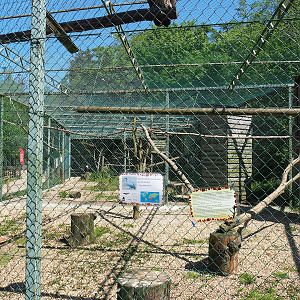 First African white-backed vulture aviary, 2023-05-19
