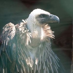 African white-backed vulture (Gyps africanus), 2023-05-19