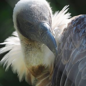 African white-backed vulture (Gyps africanus), 2023-05-19