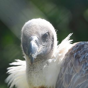 African white-backed vulture (Gyps africanus), 2023-05-19