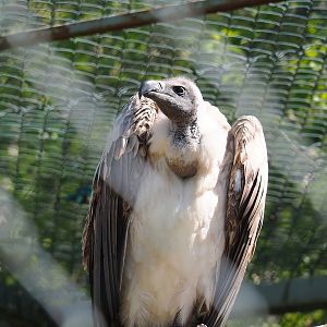 African white-backed vulture (Gyps africanus), 2023-05-19