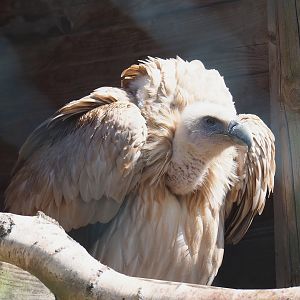 Himalayan griffon vulture (Gyps himalayensis), 2023-05-19