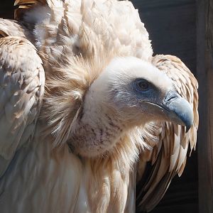 Himalayan griffon vulture (Gyps himalayensis), 2023-05-19