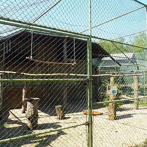 Palm-nut vulture aviary, 2023-05-19