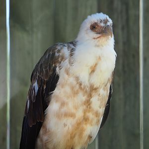 Palm-nut vulture (Gypohierax angolensis), 2023-05-19