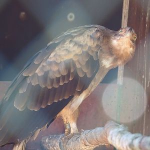 Palm-nut vulture (Gypohierax angolensis), 2023-05-19