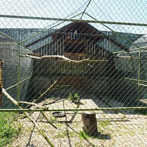 Spectacled owl aviary, 2023-05-19