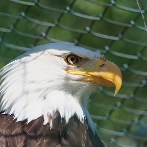 Bald eagle (Haliaeetus leucocephalus), 2023-05-19