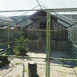 Second Brown wood owl aviary, 2023-05-19