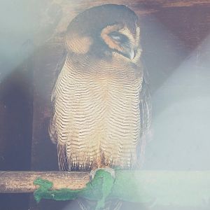 Brown wood owl (Strix leptogrammica), 2023-05-19