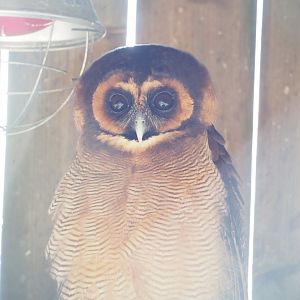 Brown wood owl (Strix leptogrammica), 2023-05-19