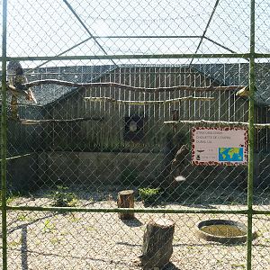 Second Ural owl aviary, 2023-05-19