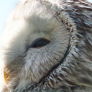 Ural owl (Strix uralensis), 2023-05-19