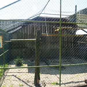 Eurasian great grey owl aviary, 2023-05-19