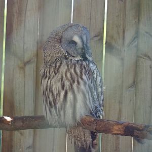 Eurasian Great Grey Owl (Strix nebulosa lapponica), 2023-05-19