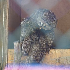 Eurasian Great Grey Owl (Strix nebulosa lapponica), 2023-05-19