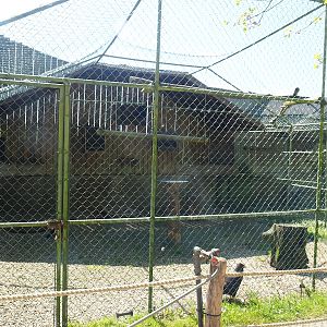 Striated caracara aviary, 2023-05-19