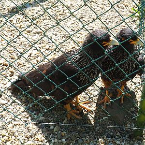 Striated caracaras (Phalcoboenus australis), 2023-05-19
