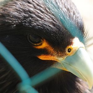Striated caracara (Phalcoboenus australis), 2023-05-19