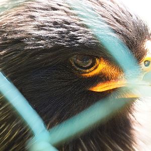 Striated caracara (Phalcoboenus australis), 2023-05-19