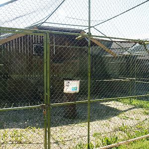Rock eagle-owl aviary, 2023-05-19