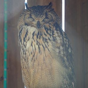 Rock eagle-owl (Bubo bengalensis), 2023-05-19