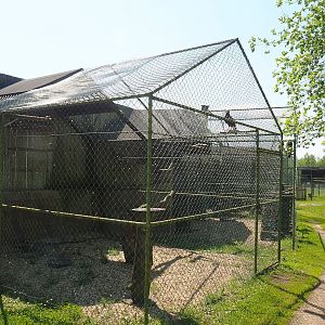 Harris's hawk aviary and Off-show raptor aviaries, 2023-05-19