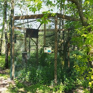 Philippine Scops owl aviary, 2023-05-19