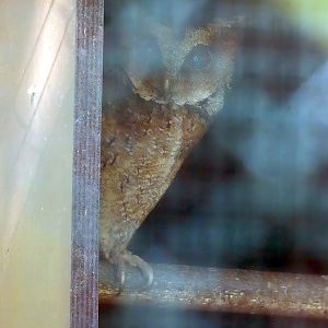 Philippine Scops owl (Otus megalotis), 2023-05-19