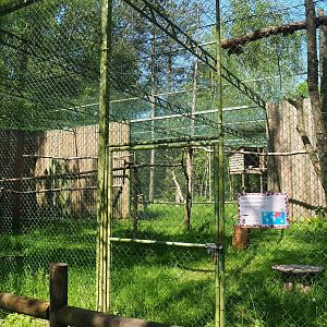 Cinereous vulture aviary, 2023-05-19