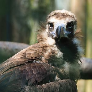 Cinereous vulture (Aegypius monachus), 2023-05-19