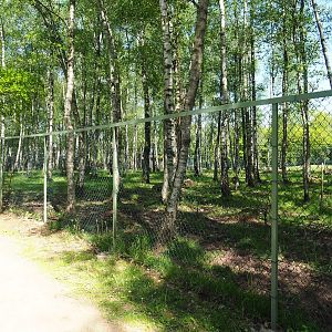 Eurasian moose paddock, 2023-05-19