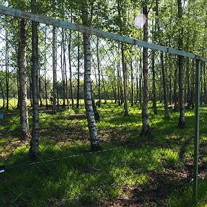 Eurasian moose paddock, 2023-05-19