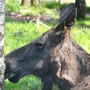 Eurasian moose (Alces alces alces), 2023-05-19