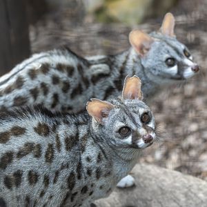 'Pardine' Genets, Shepreth, UK