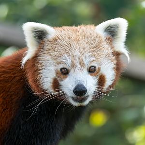 Red panda (m), Shepreth, UK