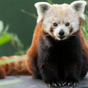 Red panda (f), Shepreth, UK