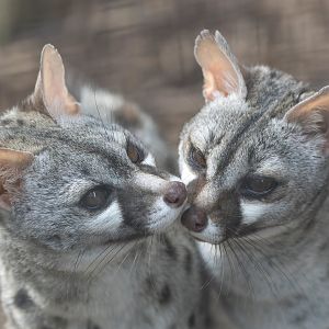 'Pardine' Genets, Shepreth, UK
