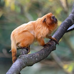 Golden Lion Tamarin, Shepreth, UK