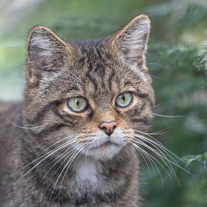 Scottish wildcat (m), Shepreth, UK