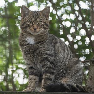 Scottish wildcat (juvenile), Shepreth, UK