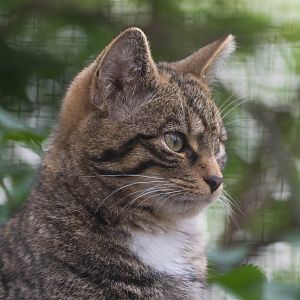 Scottish wildcat (juvenile), Shepreth, UK