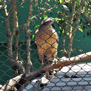 Cooper´s hawk