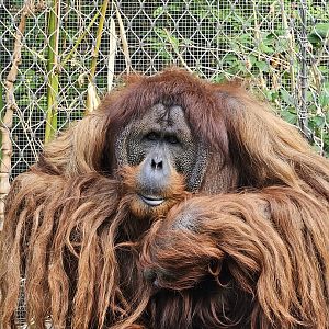 Sumatran Orangutan
